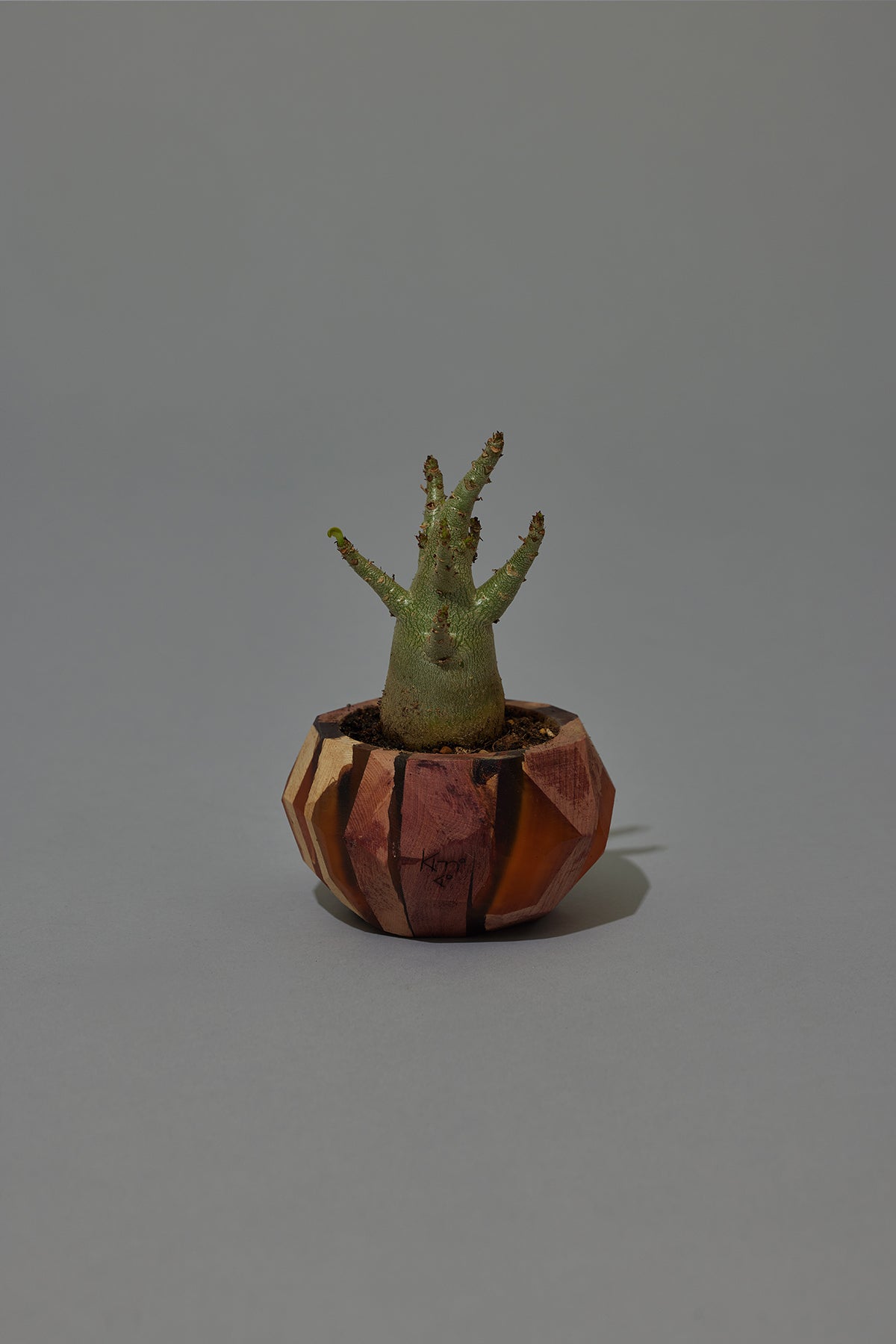 【販売・受注販売】The Pot